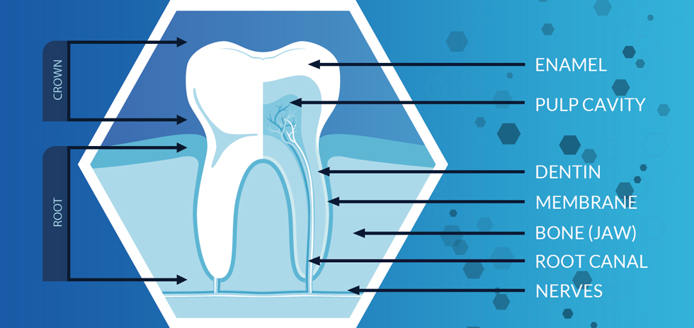 Anatomy of a Tooth